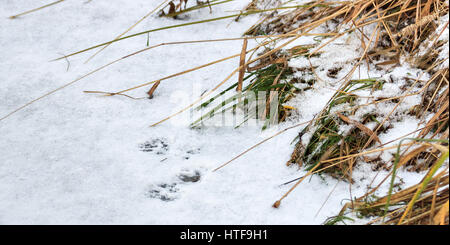 Frische Spuren in den Schnee bedeckten Eis Frettchen. Stockfoto