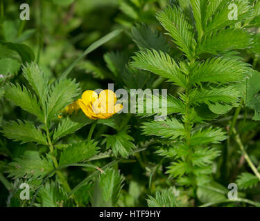 Silverweed, Potentilla heisses Blatt- und gelbe Blume. Stockfoto