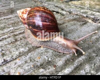 Schnecke gleiten auf Betonboden Stockfoto