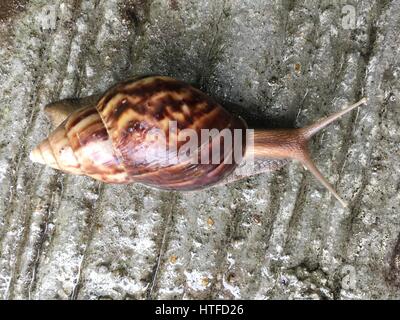 Schnecke gleiten auf Betonboden Stockfoto