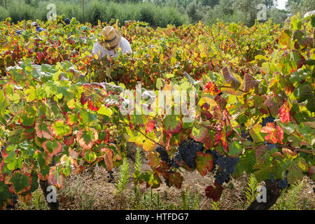 Weinlese - Serra Da Estrela - Weinlese einen Mann mit einem Strohhut auf dem Gebiet Stockfoto