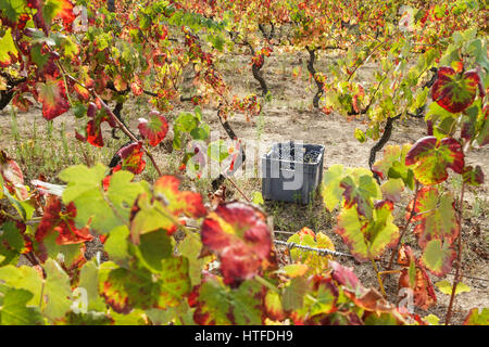 Weinlese - Serra Da Estrela - Kiste mit schwarzen Trauben im Weinberg Stockfoto