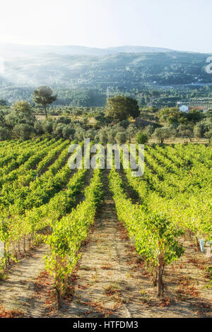 Weinlese - Serra Da Estrela - Quinta Aral Weinberg - Morgenlicht Stockfoto