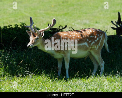 Alarm jungen Rothirsch stehend in einem Feld Stockfoto