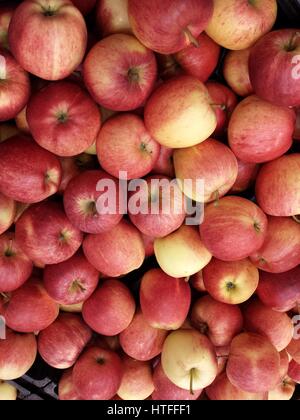 Rote Äpfel Obst in großen Mengen auf dem Bauernhof-Supermarkt Stockfoto