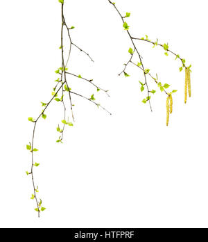 Frühling Zweige von Birke mit jungen grünen Blätter und Kätzchen. Isoliert auf weißem Hintergrund. Stockfoto