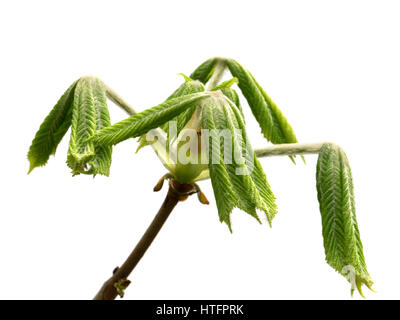 Zweige der Pferd-Kastanie (Aesculus Hippocastanum) mit jungen grünen Blätter im Frühjahr. Isoliert auf weißem Hintergrund. Detailansicht. Stockfoto