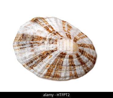 Schale der wahre Limpet isoliert auf weißem Hintergrund. Selektiven Fokus. Stockfoto