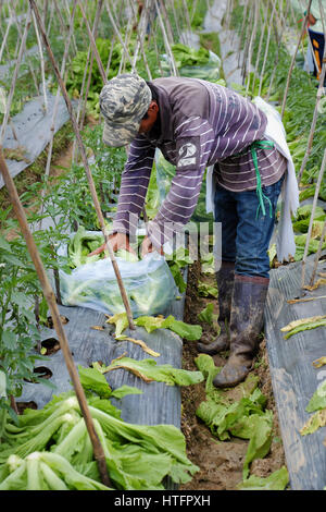 Vietnamesischen Bauern ernten Senfgrüns auf Landwirtschaft Feld für die Frühjahrssaison, Mann glücklich arbeiten im Gemüsegarten bei Lam Dong, Vietnam Stockfoto