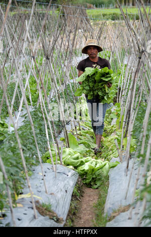 Vietnamesischen Bauern ernten Senfgrüns auf Landwirtschaft Feld für die Frühjahrssaison, Mann glücklich arbeiten im Gemüsegarten bei Lam Dong, Vietnam Stockfoto