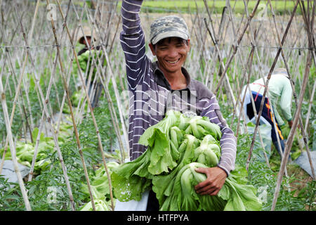 Vietnamesischen Bauern ernten Senfgrüns auf Landwirtschaft Feld für die Frühjahrssaison, Mann glücklich arbeiten im Gemüsegarten bei Lam Dong, Vietnam Stockfoto