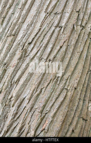 Castanea Sativa Rinde. Stockfoto