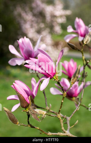 Magnolia Caerhays Überraschung blühen im Frühjahr. Stockfoto