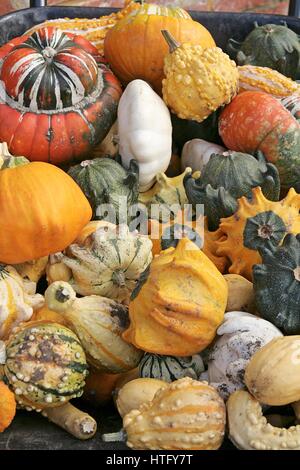 Eine Nahaufnahme von einer Vielzahl von Kürbissen, rot, weiß, gelb & rot. Stockfoto