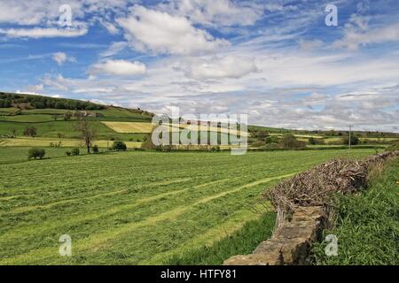 Ein Blick über die grünen Felder in Fryup Dale in die North York Moors mit blauem Himmel und Wolken im späten Mai. Stockfoto