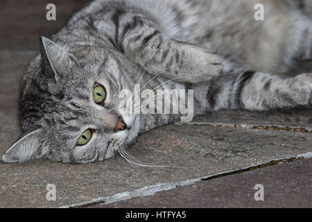 Grau gestreifte Katze entspannt auf warmen Steinen Stockfoto