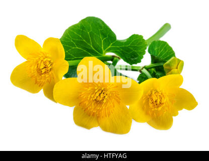 Gelben Blüten der Marsh Marigold isoliert auf weiss Stockfoto