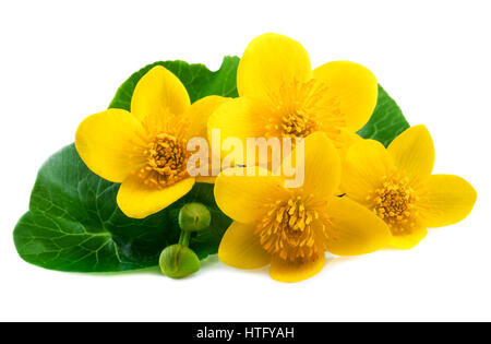 Marsh Ringelblumen (Caltha Palustris) auf weißem Hintergrund Stockfoto