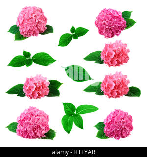 Satz von rosa Hortensia Blüten und Blätter. Große Sammlung mit Hortensie Blume isoliert auf weißem Hintergrund Stockfoto