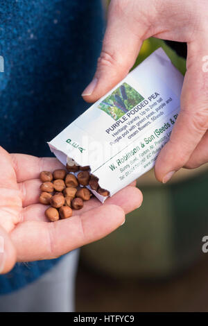 Gärtner, lila Schiffsentwurf Erbse Paket öffnen und Samen hält. Vielfältige Erbe der Erbse mit lila Schoten und grüne Erbsen. UK Stockfoto