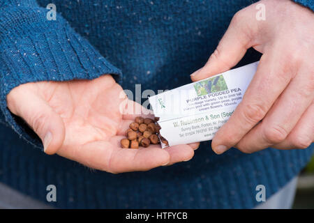 Gärtner, lila Schiffsentwurf Erbse Paket öffnen und Samen hält. Vielfältige Erbe der Erbse mit lila Schoten und grüne Erbsen. UK Stockfoto