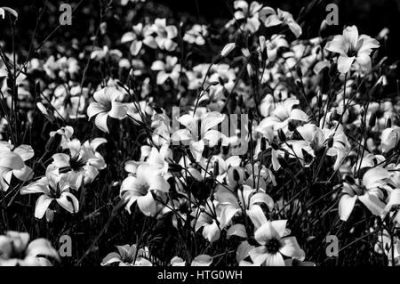 Schwarz / weiß-Bild von einem Feld von Blumen Stockfoto