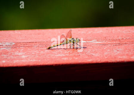 Eine Libelle ruht auf verblasste Holz Stockfoto