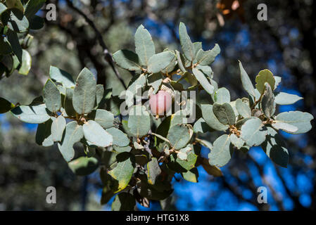 Nahaufnahme von Laub und Eicheln der Steineiche, Quercus Ilex Subspecies Rotundifolia. Foto in Hoyo de Manzanares, Provinz von Madrid, Spanien Stockfoto