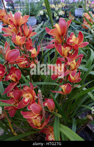 Frühlingsblume für Tet, schöne Orchidee Blume im Garten in Dalat, Lam Dong Viet Nam, einem berühmten Landwirtschaft Ort mit vielen Arten von Blüte Stockfoto