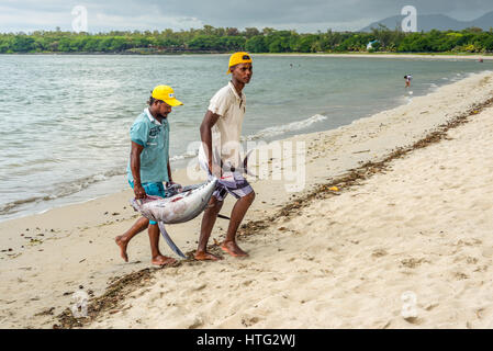 Tamarin, Mauritius - 10. Dezember 2015: Fischer tragen zwei große Thunfisch auf den Strand von Tamarin Bucht von Mauritius. Stockfoto