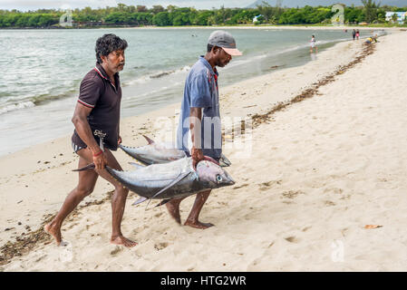 Tamarin, Mauritius - 10. Dezember 2015: Fischer tragen zwei große Thunfisch auf den Strand von Tamarin Bucht von Mauritius. Stockfoto