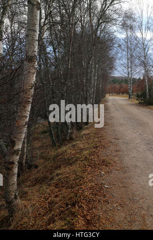 Pfad entlang des Flusses Spey - in der Nähe von Cromdale - Speyside Way - Highlands - Schottland - UK Stockfoto