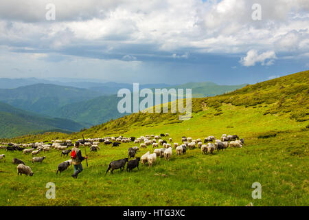 Schafe in den Almwiesen Stockfoto