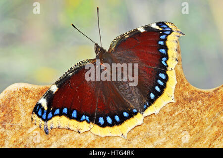 Camberwell Schönheit Schmetterling (Nymphalis Antiopa) ruht auf einem Hirschgeweih Stockfoto