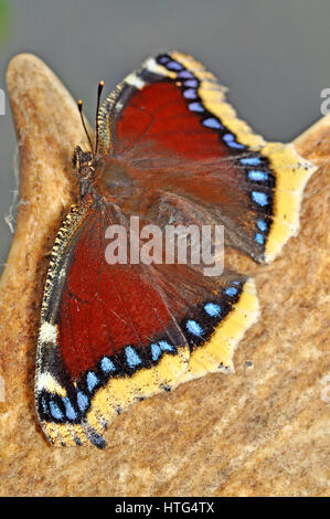 Camberwell Schönheit Schmetterling (Nymphalis Antiopa) ruht auf einem Hirschgeweih Stockfoto