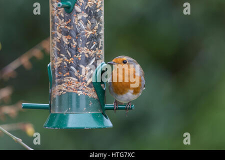 Rotkehlchen, Erithacus Rubecula, auf Samen Feeder. Stockfoto