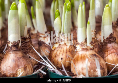 Die angehenden Narzissen Blumenzwiebeln in Blumentöpfe Stockfoto