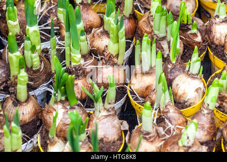 Die angehenden Narzissen Blumenzwiebeln in Blumentöpfe Stockfoto