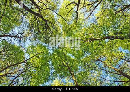 Buche Baum Baldachin abstrakt in Mitcheldever Woods, Winchester. Stockfoto