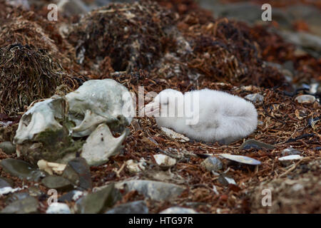 Falkland Skua (Catharacta Antarctica) mit Flügel ausgestreckt neben einer Gruppe von kaiserlichen Shag (Phalacrocorax Atriceps Albiventer) auf Bleaker Island Stockfoto