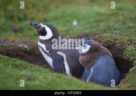 Erwachsenen Magellanic Penguin (Spheniscus Magellanicus) mit einem fast ausgewachsenen Küken neben seiner Burrow auf Bleaker Island in den Falkland-Inseln Stockfoto