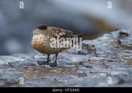 Erklommene Ente (Lophonetta Specularioides Specularioides) stehend auf den Klippen von Bleaker Island auf den Falklandinseln. Stockfoto