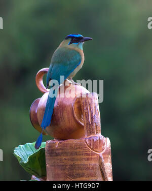 Lektion Motmot thront auf einem Brunnen Stockfoto
