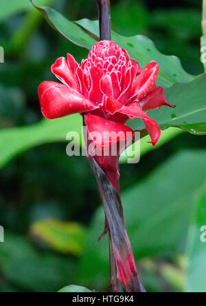 Red Torch Ginger Flower, Etlingera elatior Stockfoto