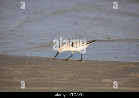 Juvenile Sanderling (Calidris alba) Jagd auf dem Bech. Stockfoto