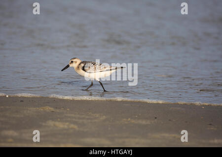 Juvenile Sanderling (Calidris alba) Jagd auf dem Bech. Stockfoto