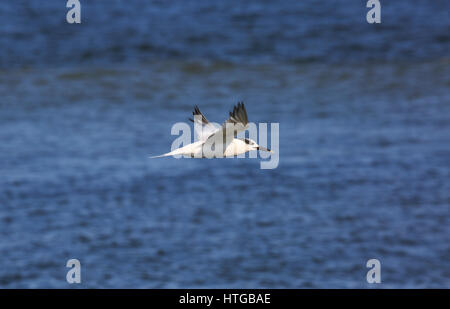 Brandseeschwalbe (Thalasseus sandvicensis) im Flug Stockfoto
