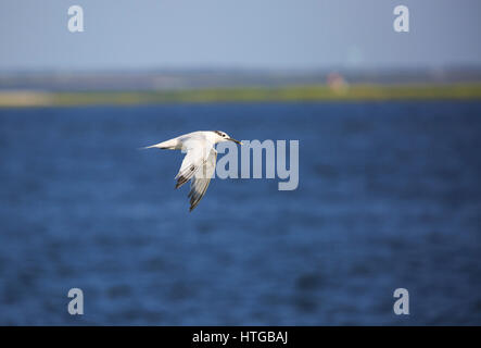 Brandseeschwalbe (Thalasseus sandvicensis) im Flug Stockfoto