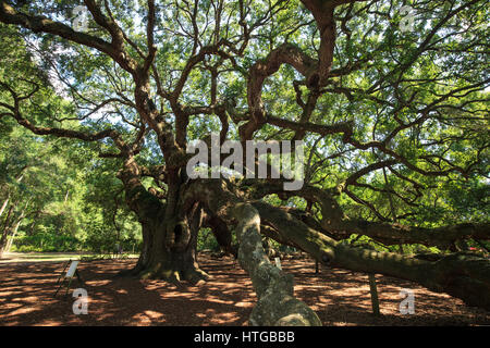 Engel Eiche (südliche Eichen (Quercus Virginiana)) in der Nähe von Charleston, South Carolina Stockfoto