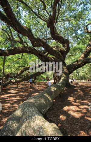 Engel Eiche (südliche Eichen (Quercus Virginiana)) in der Nähe von Charleston, South Carolina Stockfoto